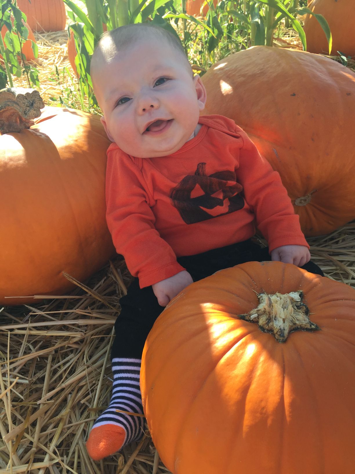 Picking Pumpkins 2015